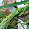150 JAPANESE MILLET Billion Dollar Grass Grain Echinochloa Frumentacea Seeds