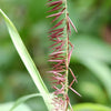 20 RED Spire MELIC GRASS Purple Melica Transsilvanica Flower Seeds