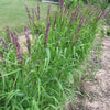 20 RED Spire MELIC GRASS Purple Melica Transsilvanica Flower Seeds