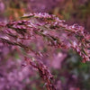 20 RED Spire MELIC GRASS Purple Melica Transsilvanica Flower Seeds