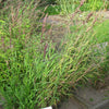 20 RED Spire MELIC GRASS Purple Melica Transsilvanica Flower Seeds