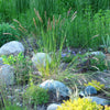 20 RED Spire MELIC GRASS Purple Melica Transsilvanica Flower Seeds