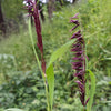 20 RED Spire MELIC GRASS Purple Melica Transsilvanica Flower Seeds