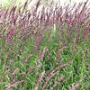 20 RED Spire MELIC GRASS Purple Melica Transsilvanica Flower Seeds