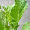 3000 FLORIDA BROADLEAF MUSTARD Brassica Juncea Herb Vegetable Seeds