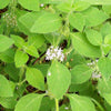 50 WHITE WOOD MINT Mentha Arvensis Wild Field Herb Flower Seeds
