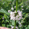 50 WHITE WOOD MINT Mentha Arvensis Wild Field Herb Flower Seeds