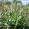 50 WHITE WOOD MINT Mentha Arvensis Wild Field Herb Flower Seeds