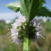 50 WHITE WOOD MINT Mentha Arvensis Wild Field Herb Flower Seeds