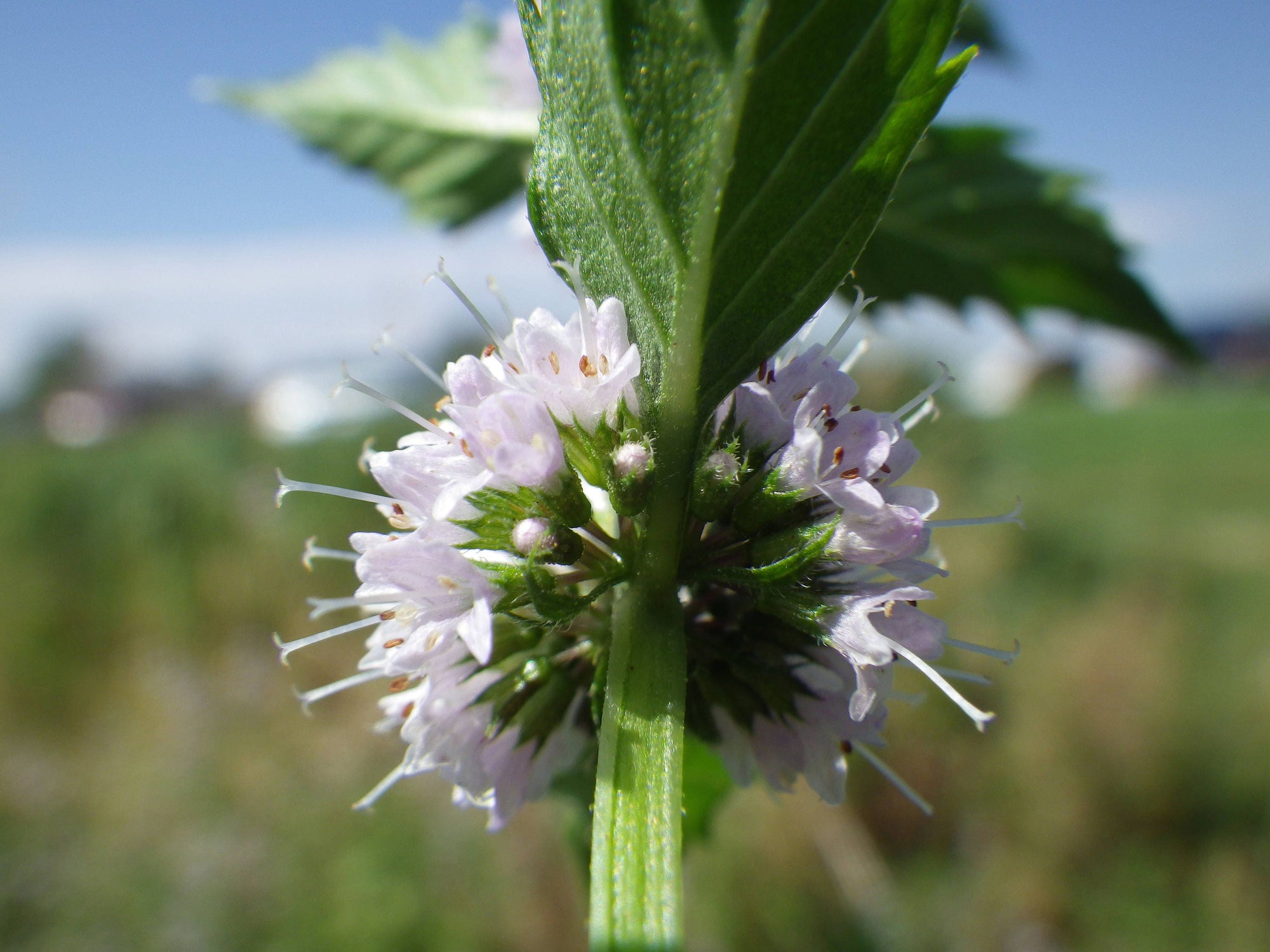 50 WHITE WOOD MINT Mentha Arvensis Wild Field Herb Flower Seeds