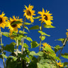 50 HOPI COMMON SUNFLOWER Helianthus Annuus Flower Seeds