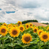 50 HOPI COMMON SUNFLOWER Helianthus Annuus Flower Seeds