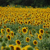 50 HOPI COMMON SUNFLOWER Helianthus Annuus Flower Seeds