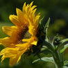 50 HOPI COMMON SUNFLOWER Helianthus Annuus Flower Seeds