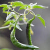 25 Organic KOREAN Dark GREEN PEPPER Lady Han Hot Chili Long Red Capsicum Annuum Seeds