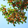 1 NUTMEG TREE Seed Myristica Fragrans Pala MACE Fruit Nut Pumpkin Pie Spice