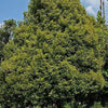 1 NUTMEG TREE Seed Myristica Fragrans Pala MACE Fruit Nut Pumpkin Pie Spice