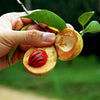 1 NUTMEG TREE Seed Myristica Fragrans Pala MACE Fruit Nut Pumpkin Pie Spice