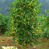 1 NUTMEG TREE Seed Myristica Fragrans Pala MACE Fruit Nut Pumpkin Pie Spice
