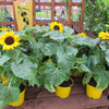 30 INCREDIBLE DWARF SUNFLOWER Helianthus Annuus Flower Seeds