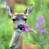 300 FIREWEED / ROSEBAY (Great Willowherb) Epilobium Angustifolium Flower Seeds