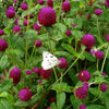 50 GLOBE AMARANTH MIX Gomphrena Globosa Mixed Colors Amaranthus Flower Seeds