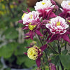 50 Double WINKY ROSE & White COLUMBINE Aquilegia Vulgaris Flower Seeds
