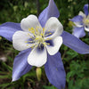 50 Blue ROCKY MOUNTAIN COLUMBINE Aquilegia Caerulea Flower Seeds