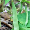 50 ROMA Italian GREEN BEAN Phaseolus Vulgaris Vegetable Seeds