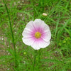 150 DAYDREAM COSMOS Bipinnatus Flower Seeds