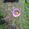 150 DAYDREAM COSMOS Bipinnatus Flower Seeds