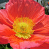 2500 ICELAND POPPY MIX Papaver Nudicaule Mixed Colors Flower Seeds