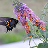 100 MIXED Colors BUTTERFLY BUSH Buddleja Davidii Flower Shrub Seeds