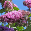 100 MIXED Colors BUTTERFLY BUSH Buddleja Davidii Flower Shrub Seeds