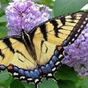 100 MIXED Colors BUTTERFLY BUSH Buddleja Davidii Flower Shrub Seeds