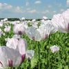 350 TASMANIAN Purple & White POPPY Papaver Somniferum Flower Seeds