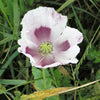 350 TASMANIAN Purple & White POPPY Papaver Somniferum Flower Seeds