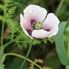 350 TASMANIAN Purple & White POPPY Papaver Somniferum Flower Seeds