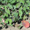 1000 Dwarf ESSEX RAPE KALE Brassica Napus Vegetable Seeds