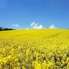 1000 Dwarf ESSEX RAPE KALE Brassica Napus Vegetable Seeds
