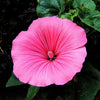 200 ROSE MALLOW MIX (Bush Mallow) Hibiscus Lavatera Trimestris Flower Seeds