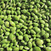 50 BABY LIMA BEAN Phaseolus Lunatus Vegetable Seeds