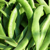 50 BABY LIMA BEAN Phaseolus Lunatus Vegetable Seeds