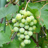 50 GREEN (Dessert / Table) GRAPE Vitis Vinifera Fruit Vine Seeds