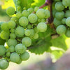 50 GREEN (Dessert / Table) GRAPE Vitis Vinifera Fruit Vine Seeds
