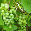 50 GREEN (Dessert / Table) GRAPE Vitis Vinifera Fruit Vine Seeds