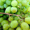 50 GREEN (Dessert / Table) GRAPE Vitis Vinifera Fruit Vine Seeds