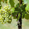 50 GREEN (Dessert / Table) GRAPE Vitis Vinifera Fruit Vine Seeds