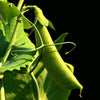 50 Super SUGAR SNAP PEA Pisum Sativum Macrocarpon Vegetable Seeds