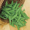 50 Oregon SUGAR POD II Pea Pisum Sativum Macrocarpon Vegetable Seeds